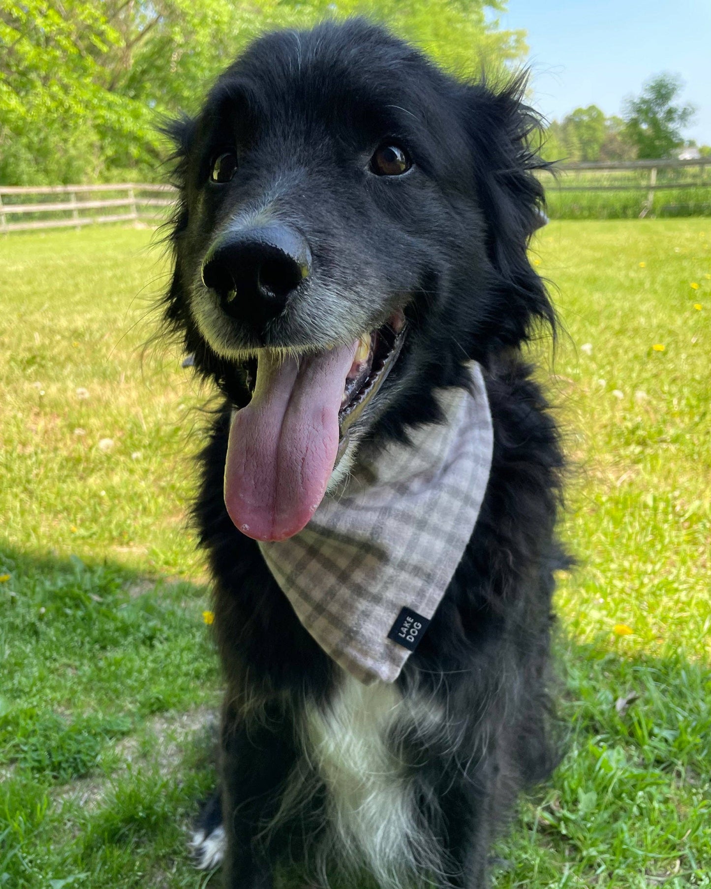 Lake Dog Bandana