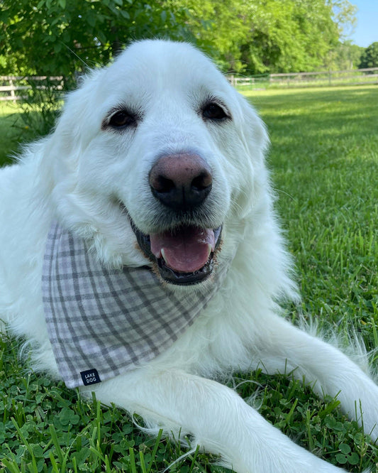 Lake Dog - Plaid Bandana - Pebble