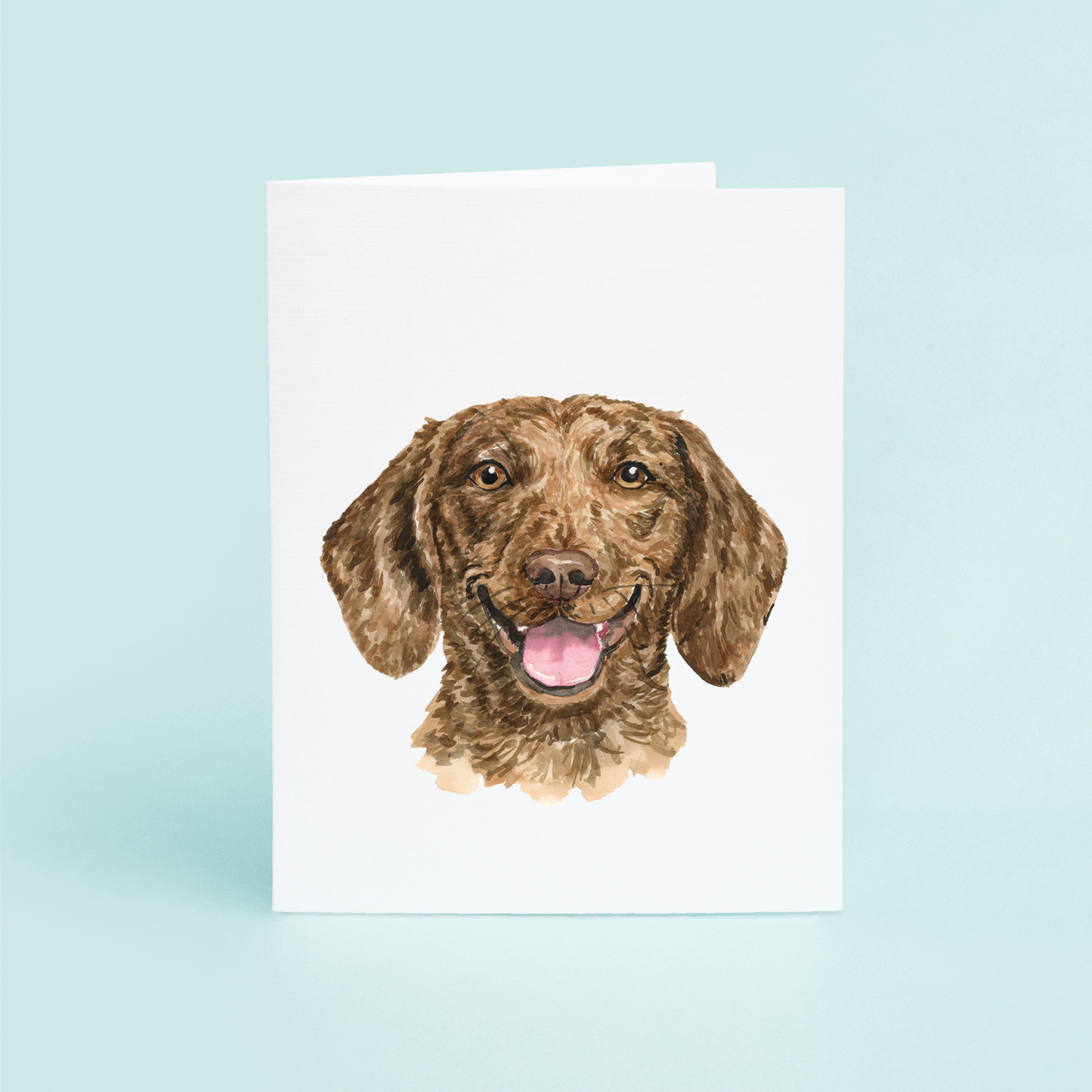 Brown Dachshund Portrait