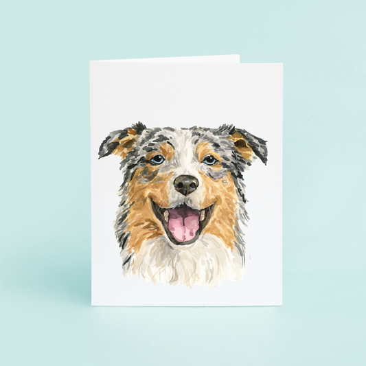 Australian Shepherd Portrait